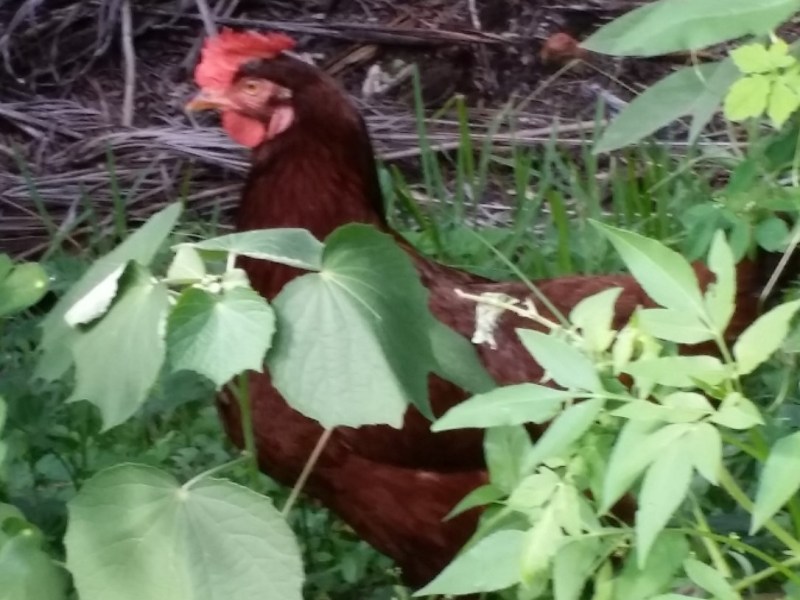 Just a chicken, yet a cool pet