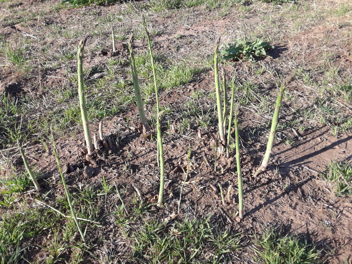 Annual Asparagus Festival