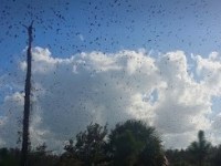 Big Block Party of Birds