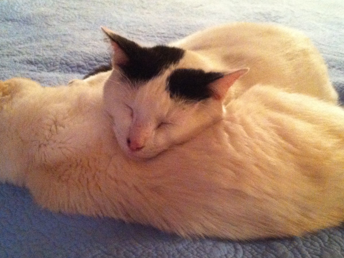 Saying Good-bye to my Babies