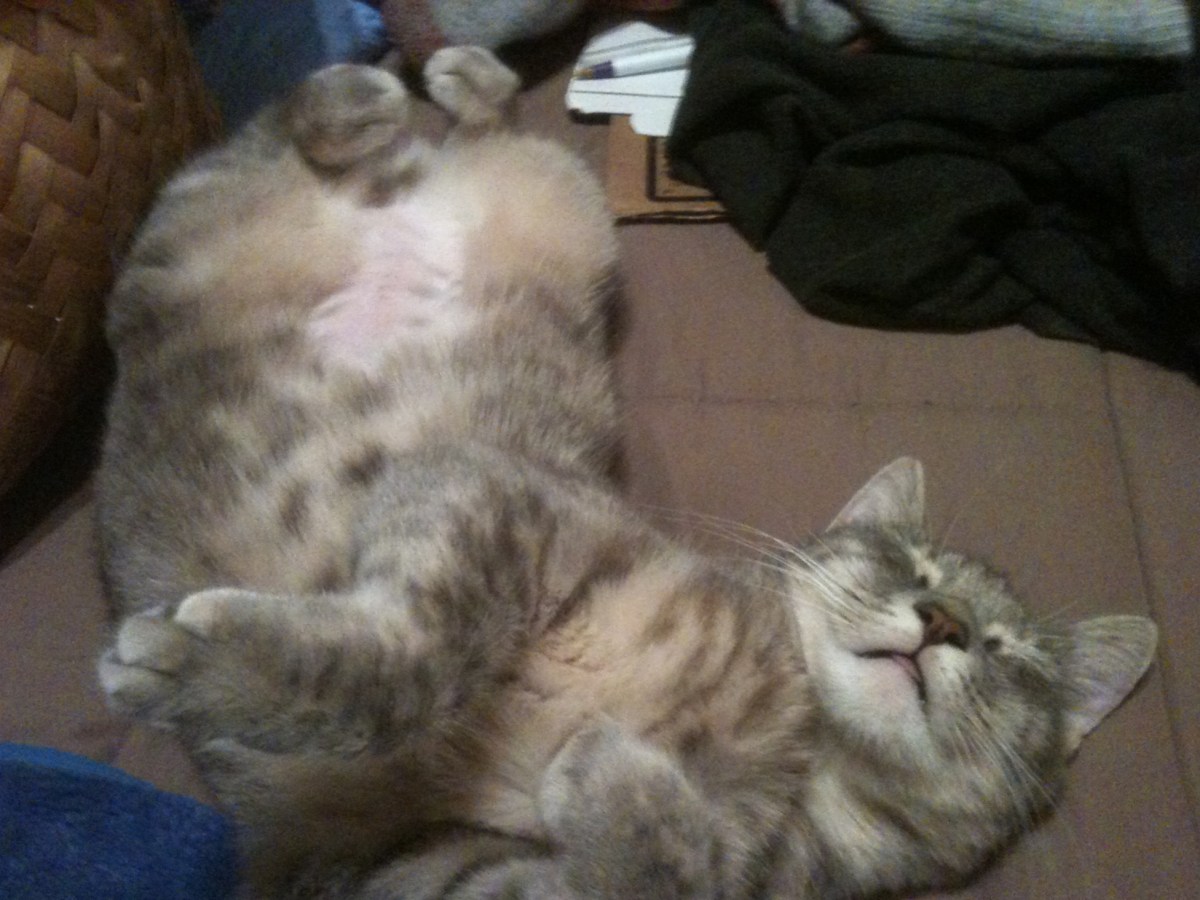 Miss Kitty, have you ever thought of running away?