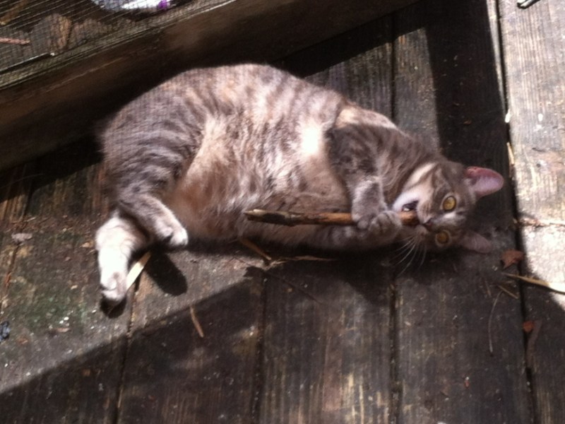 Miss Kitty needs a long branch